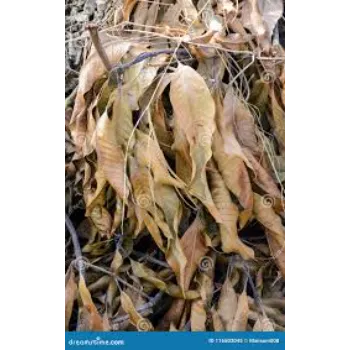  A1 Dry Mango Leaves